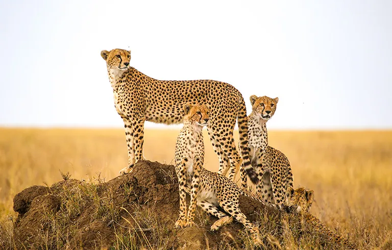 Nairobi, Lake Elementaita & Masai Mara